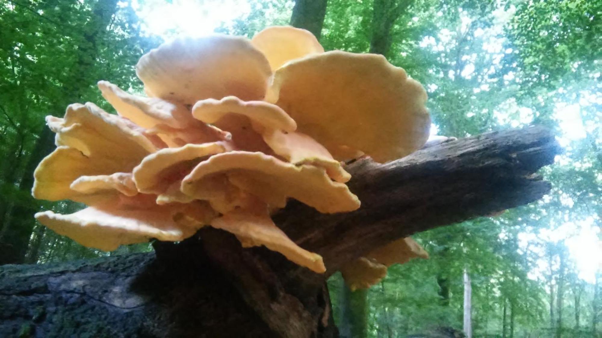 Poort Van De Veluwe Voorthuizen Exterior foto